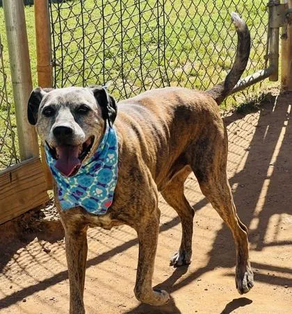 A senior medium-sized male Plott Hound dog named Otis $ for adoption in Seneca, SC