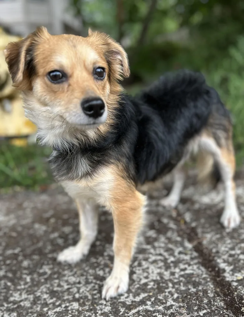 An adult small-sized male Pomeranian dog named Reuben for adoption in Tigard, OR
