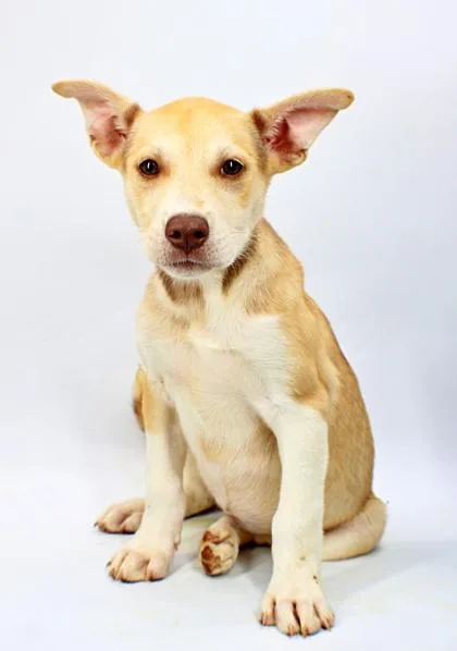 A baby medium-sized male Husky dog named Breanna for adoption in Morton Grove, IL