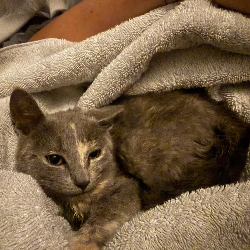 A baby small-sized female Calico Domestic Short Hair cat named Starshine for adoption in Ringtown, PA