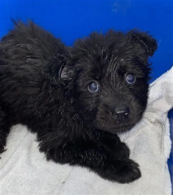 A baby medium-sized female Mixed Breed dog named Olive for adoption in Dallas, TX