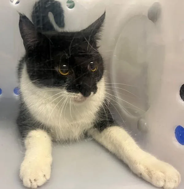 A young medium-sized female Domestic Short Hair cat named Riley for adoption in Staten Island, NY