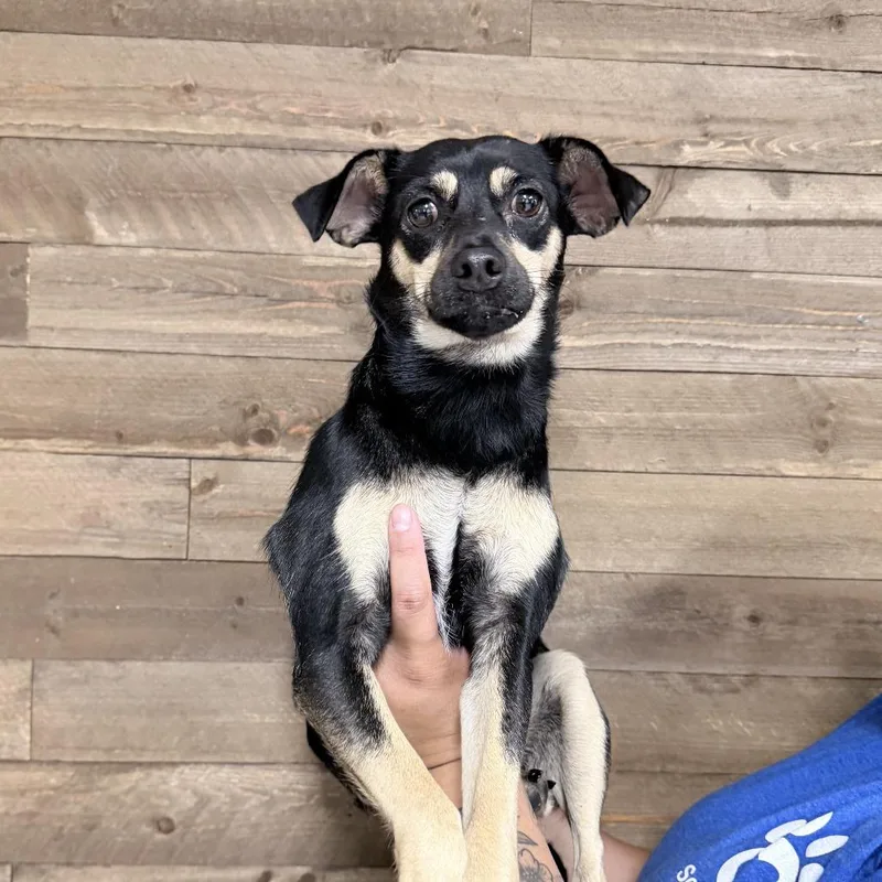 A young small-sized female Black Mixed Breed dog named Willow for adoption in Medford, OR