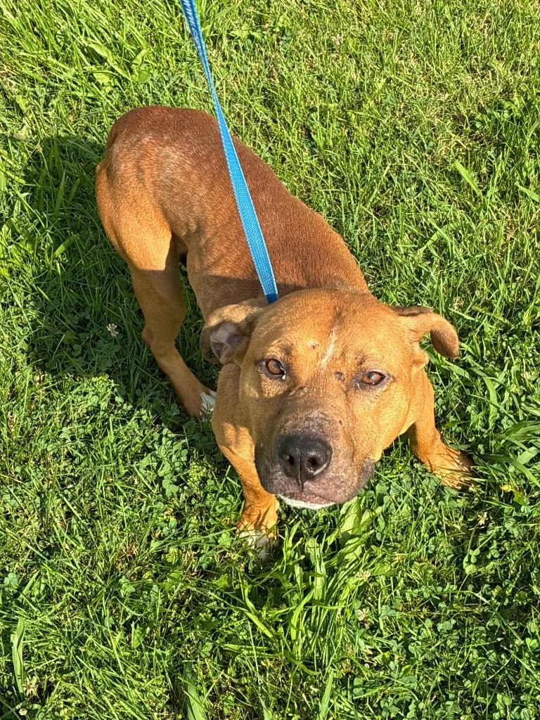 A young medium-sized male American Staffordshire Terrier dog named Dewberry Awaiting SN  for adoption in Chickamauga , GA