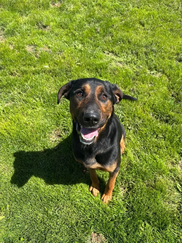 A young medium-sized male German Shepherd Dog dog named Jasper for adoption in Findlay, OH