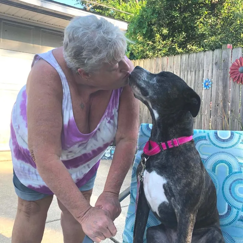 An adult large-sized female Brindle American Staffordshire Terrier dog named Daisy for adoption in Northville, MI