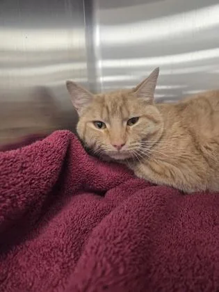 An adult medium-sized male Domestic Short Hair cat named Lightning Mcqueen for adoption in Westland, MI