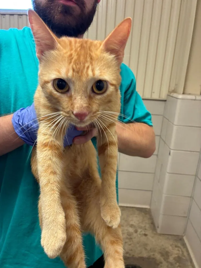 A young small-sized male Domestic Short Hair cat named Sal for adoption in Bossier City, LA