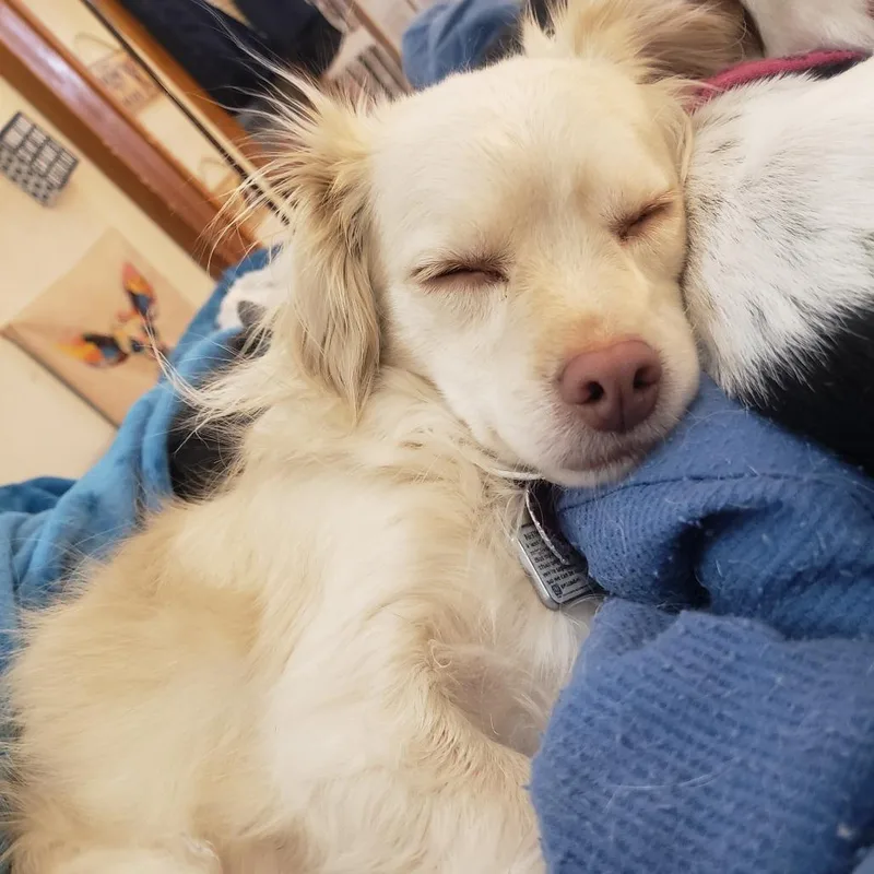 Sophie