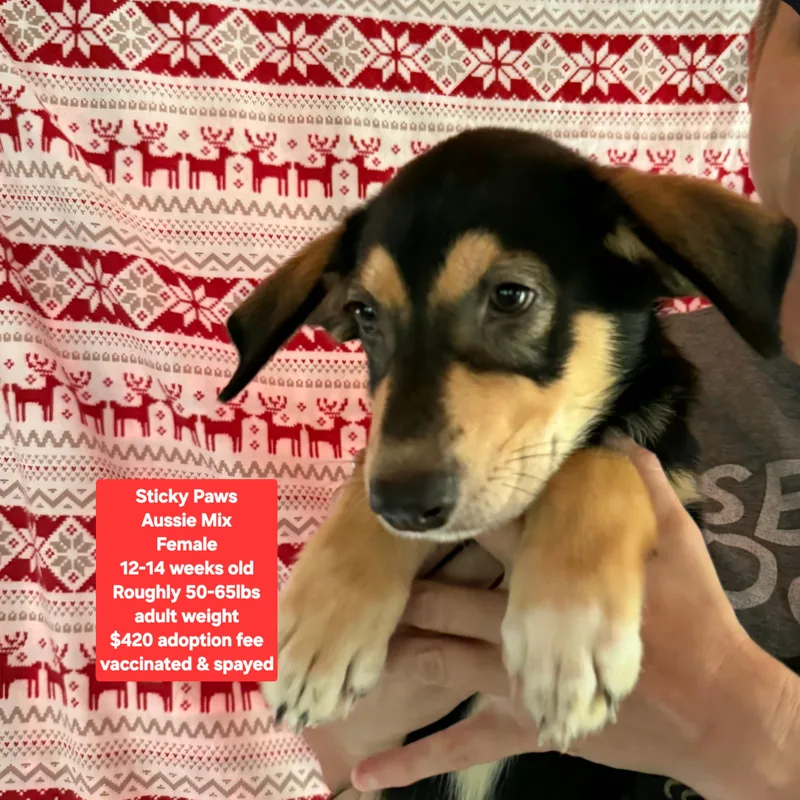 A baby medium-sized female Australian Shepherd dog named Sticky Paws for adoption in Oviedo, FL