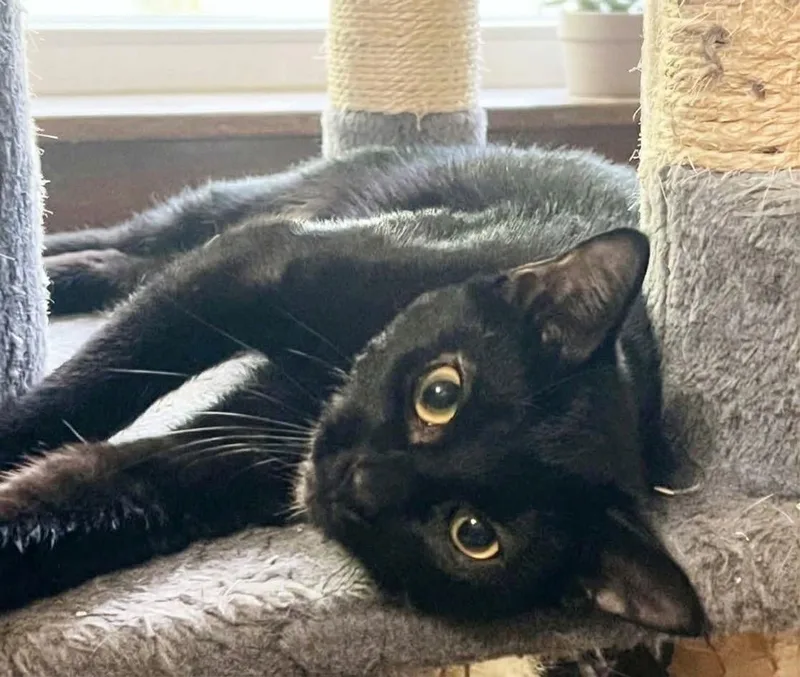 A young medium-sized female Domestic Short Hair cat named Vizzini for adoption in Andover, CT