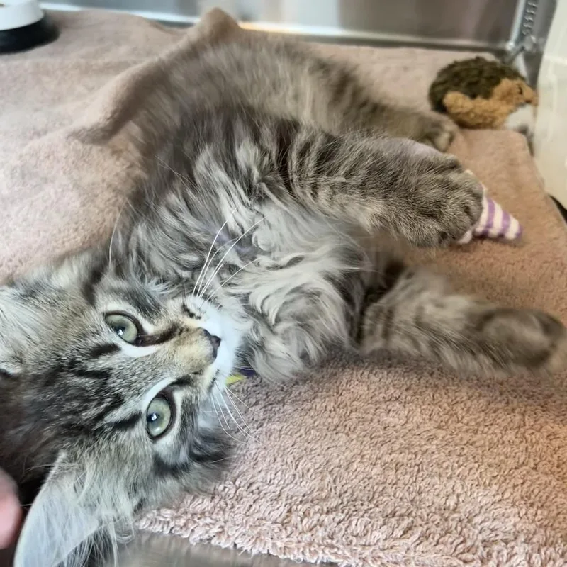 A baby small-sized female Brown / Chocolate Domestic Long Hair cat named Sabrina for adoption in Washington Township, OH