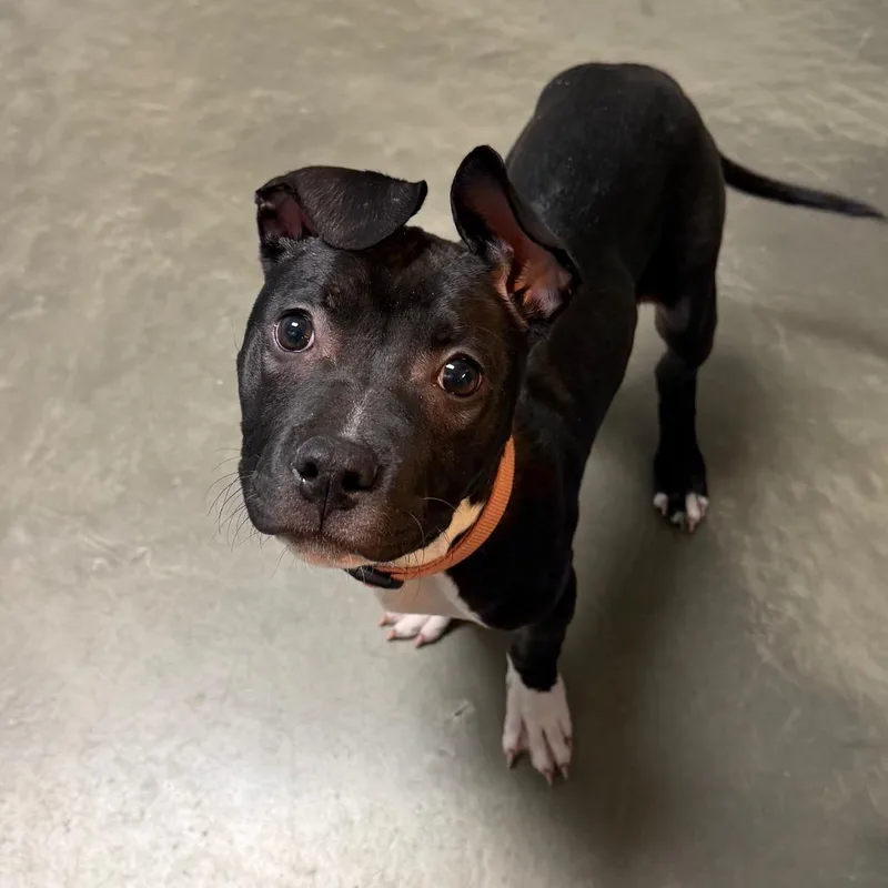A baby medium-sized female Black Mixed Breed dog named Nova for adoption in DeKalb, IL