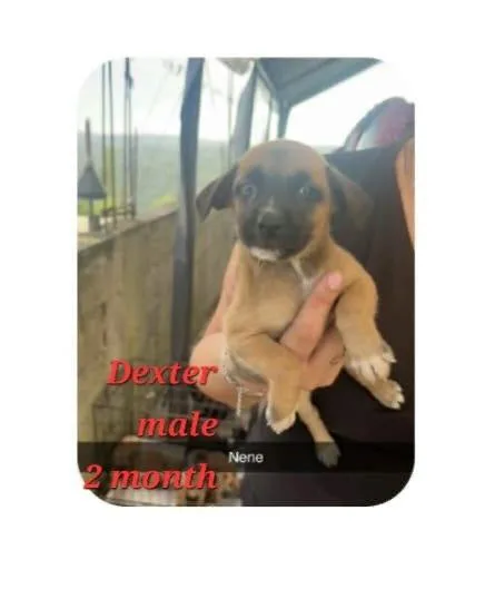 A baby small-sized male Pug dog named Dexter for adoption in Virginia Beach, VA