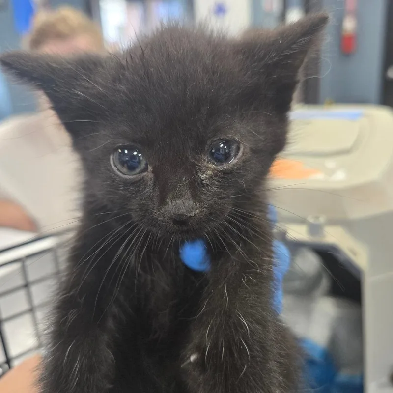 A baby small-sized male Black Domestic Short Hair cat named Busterbrown for adoption in Newark, NJ