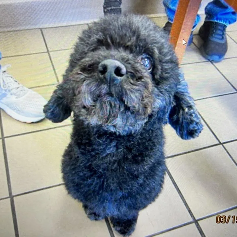 An adult small-sized male Black Poodle dog named Sebastian for adoption in Melrose, FL