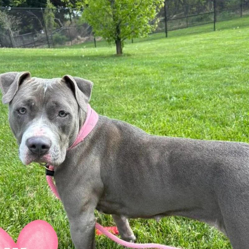 An adult medium-sized female Pit Bull Terrier dog named Ariana for adoption in Baldwin, MD