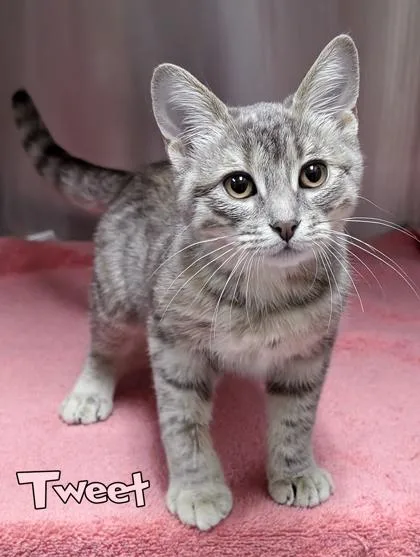 A baby small-sized female Domestic Short Hair cat named Tweet for adoption in Mason, MI