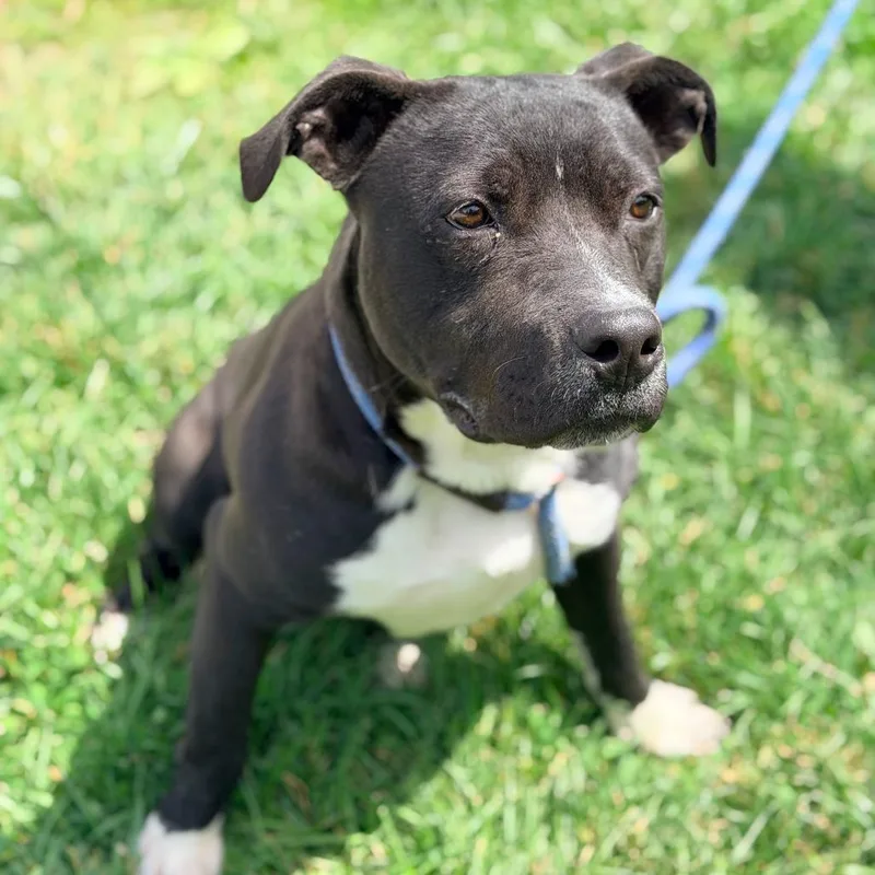 A young medium-sized male Black Mixed Breed dog named Norman for adoption in Huntington, WV