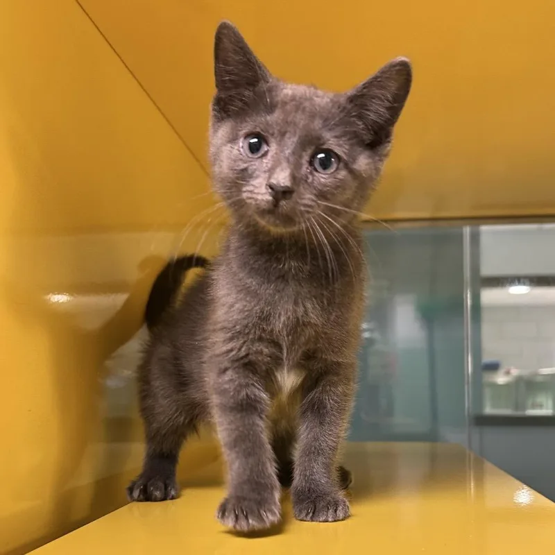 A baby small-sized male Gray / Blue / Silver Domestic Short Hair cat named Michelin Man for adoption in Abilene, TX