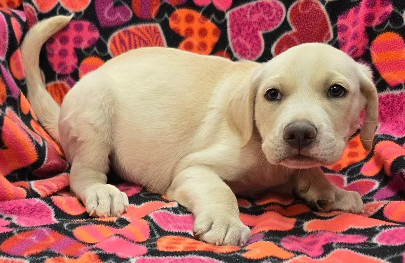 A baby large-sized male Labrador Retriever dog named River for adoption in Murphysboro, IL