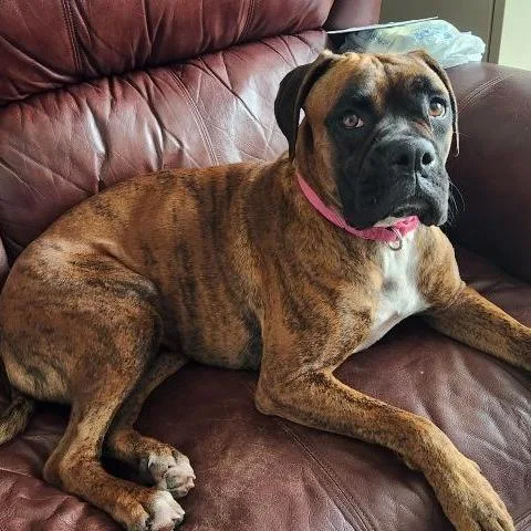 A young large-sized female Boxer dog named Tigress for adoption in Tallahassee, FL