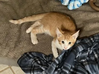 A baby medium-sized male Orange / Red Domestic Short Hair cat named Spruce for adoption in El Paso, TX