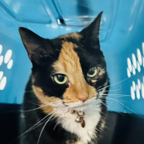 An adult small-sized female Domestic Short Hair cat named Millie for adoption in Des Moines, IA
