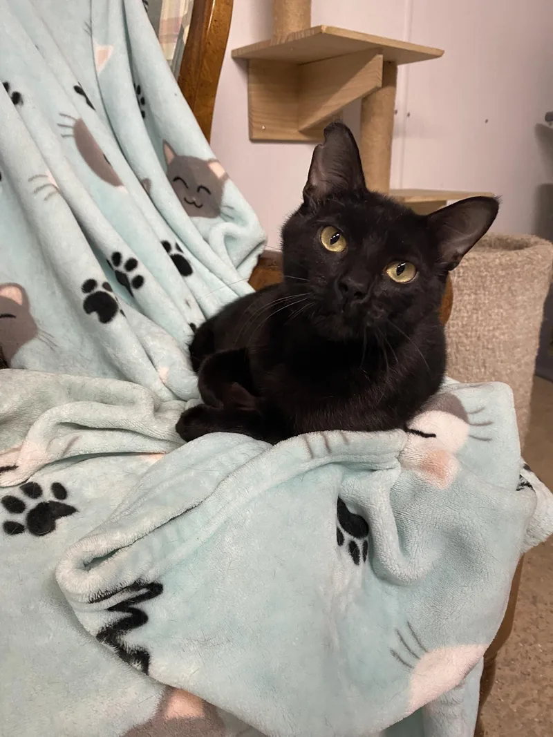 A young medium-sized female Black Domestic Short Hair cat named Mychael for adoption in New Richmond, WI