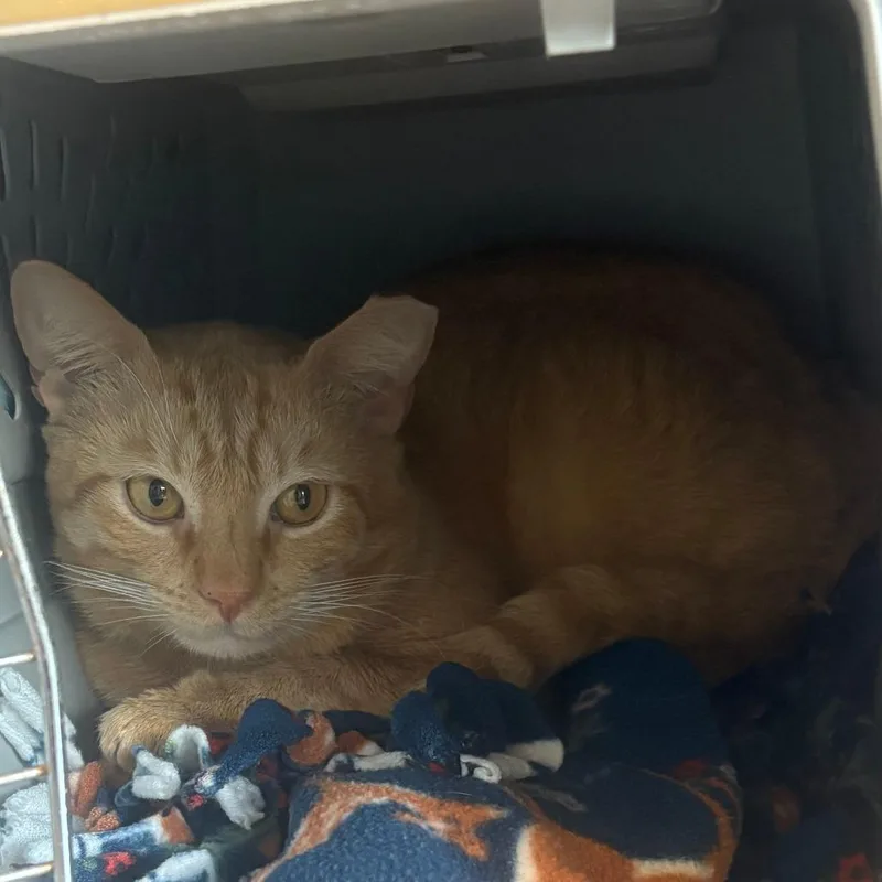 An adult medium-sized male Orange / Red Domestic Short Hair cat named Archie for adoption in Naples, FL