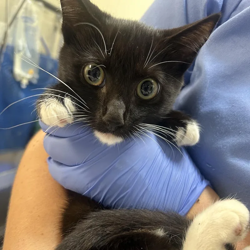 A baby small-sized female Black Domestic Short Hair cat named Eywa for adoption in Charlottesville, VA