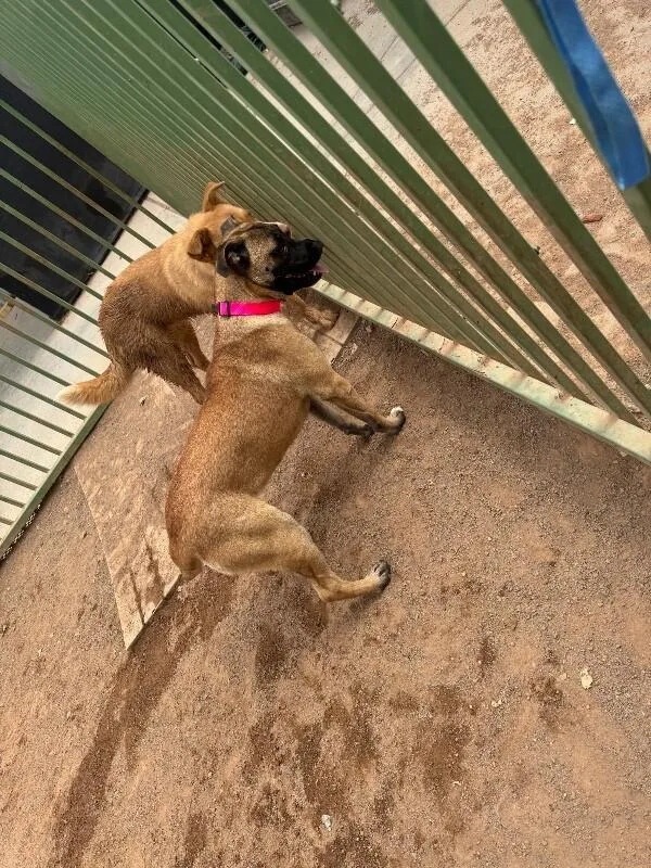 An adult medium-sized female Brown / Chocolate Mixed Breed dog named Harriet for adoption in Hobbs, NM