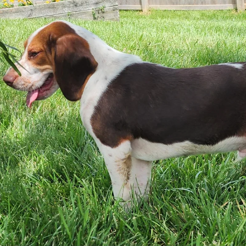 A baby medium-sized male Red / Chestnut / Orange Basset Hound dog named Gordon for adoption in Cincinnati, OH