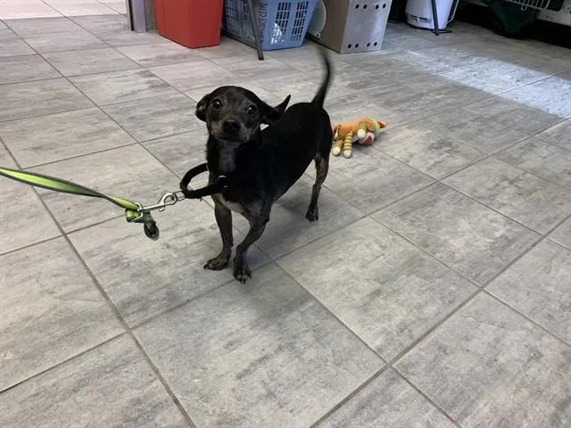 A young small-sized male Chihuahua dog named Doodle Bob for adoption in Grand Prairie, TX