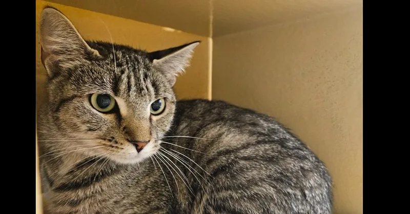 An adult medium-sized female Gray / Blue / Silver Domestic Short Hair cat named Cookie for adoption in Salisbury, NC