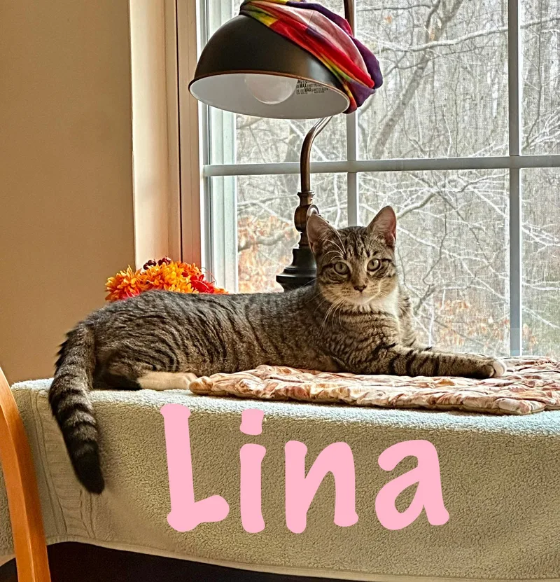Lina thumbnail 2