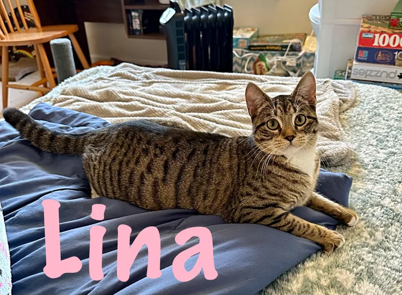 Lina thumbnail 3