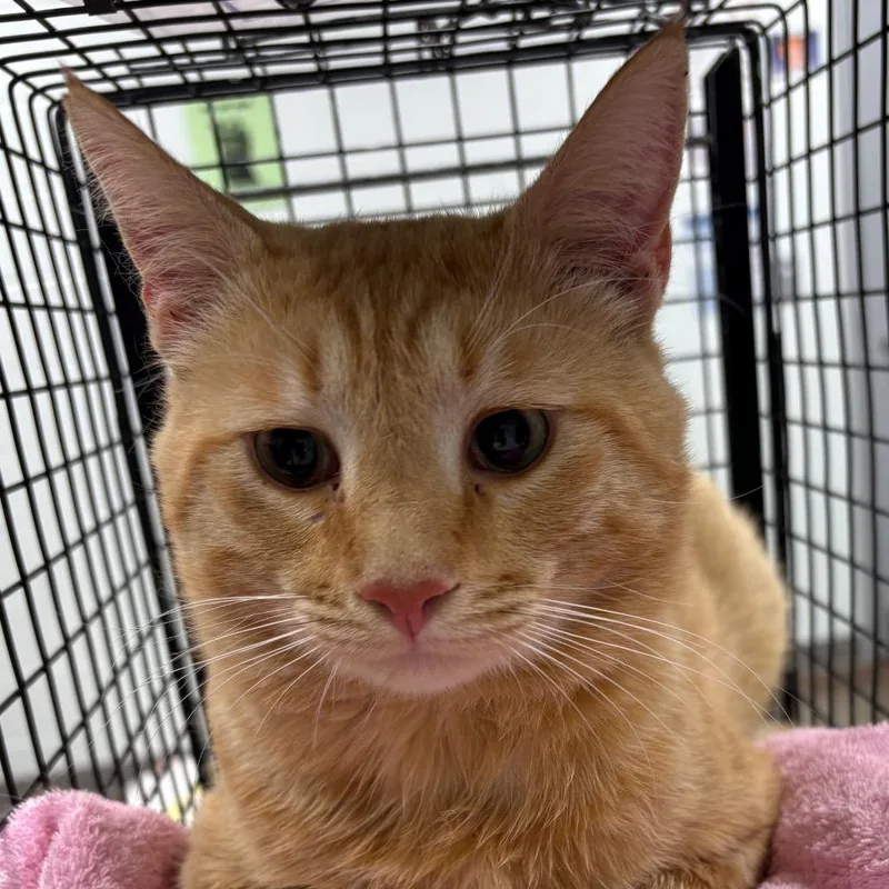 An adult large-sized male Orange / Red Domestic Short Hair cat named Potato for adoption in Chattanooga, TN