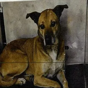 Scorpion thumbnail 2