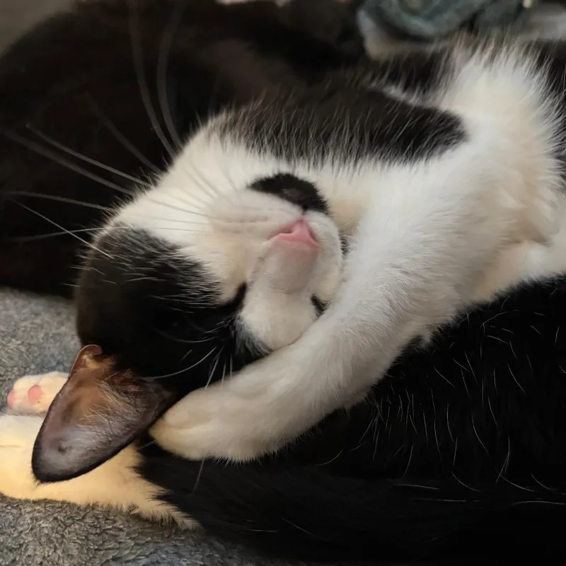 An adult small-sized female Black Domestic Short Hair cat named Tifa for adoption in Long Beach, CA