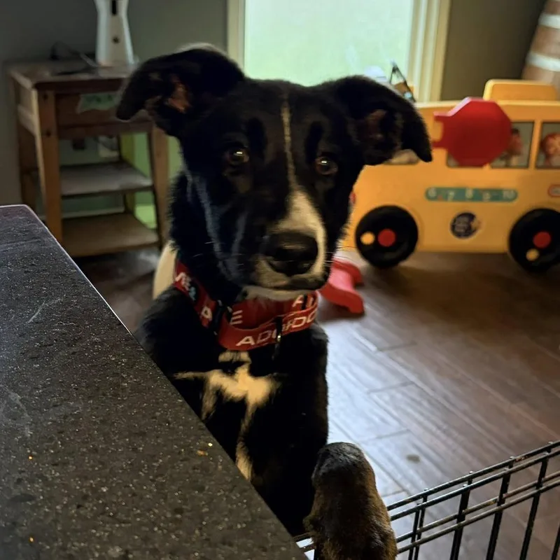 A baby medium-sized female Black Husky dog named Pepper for adoption in Olathe, KS