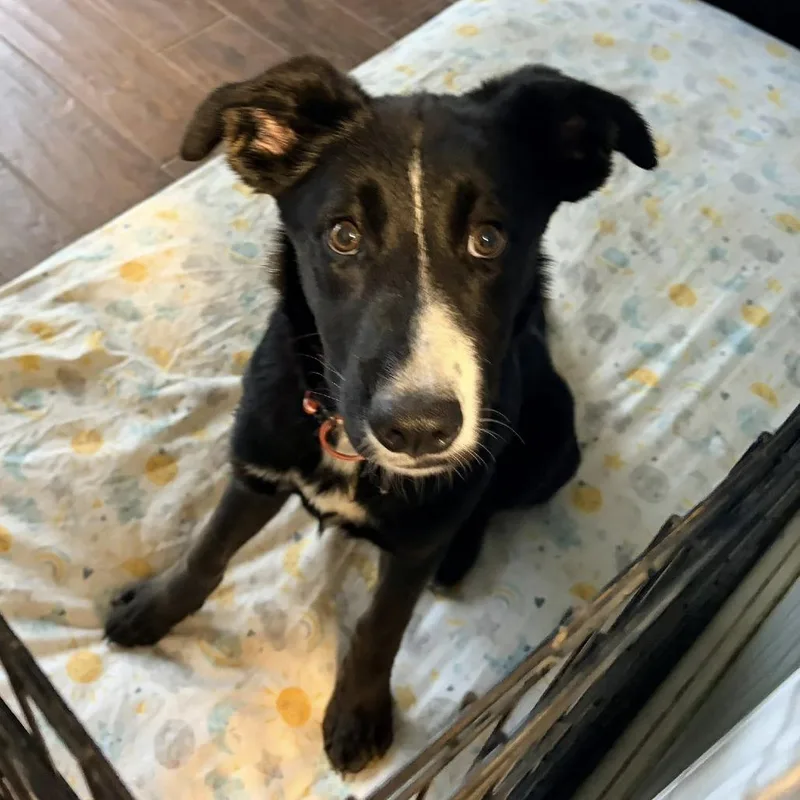 Pepper thumbnail 3