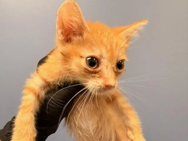 A baby small-sized male Domestic Short Hair cat named Spartan for adoption in Tustin, CA