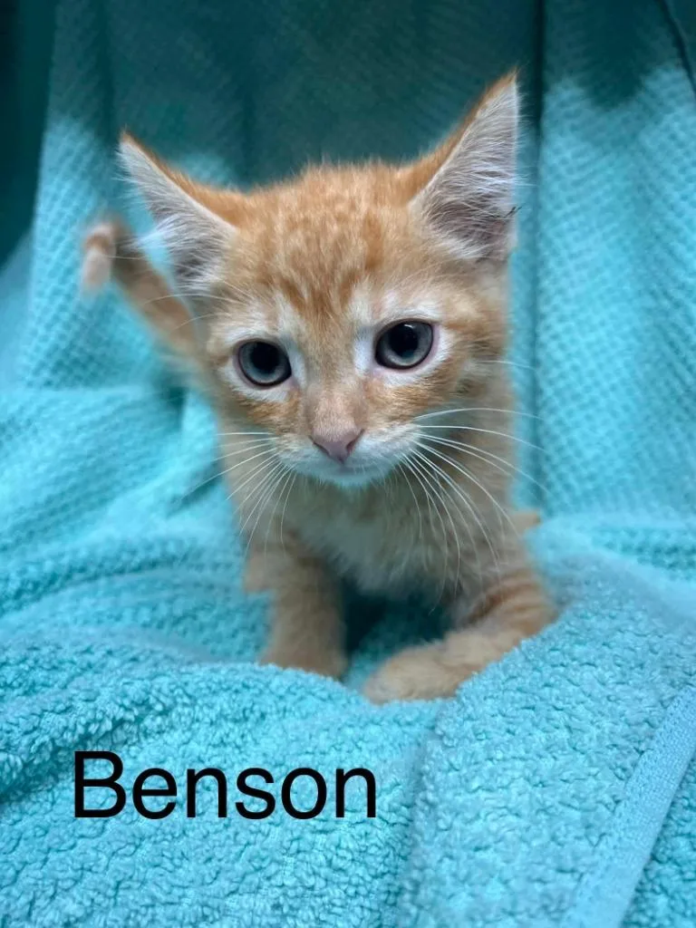 A baby small-sized male American Shorthair cat named Benson for adoption in Princeton, IN