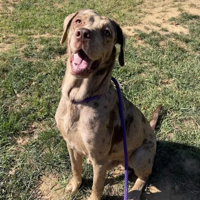 An adult small-sized male Brown / Chocolate Catahoula Leopard Dog dog named Maverick for adoption in Verona, VA
