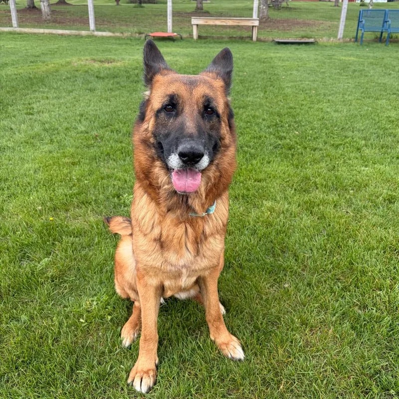 An adult large-sized female Brown / Chocolate German Shepherd Dog dog named Lily for adoption in Morrisville, VT