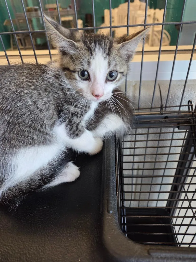 A baby small-sized female Domestic Short Hair cat named Rumper for adoption in Bossier City, LA