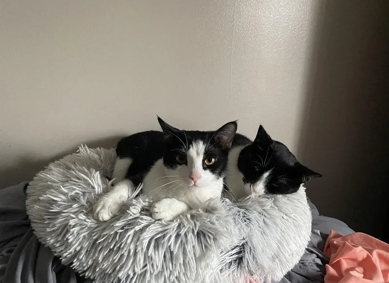 Simone & Serena thumbnail 4