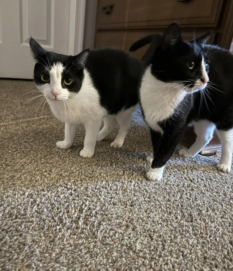 Simone & Serena thumbnail 5