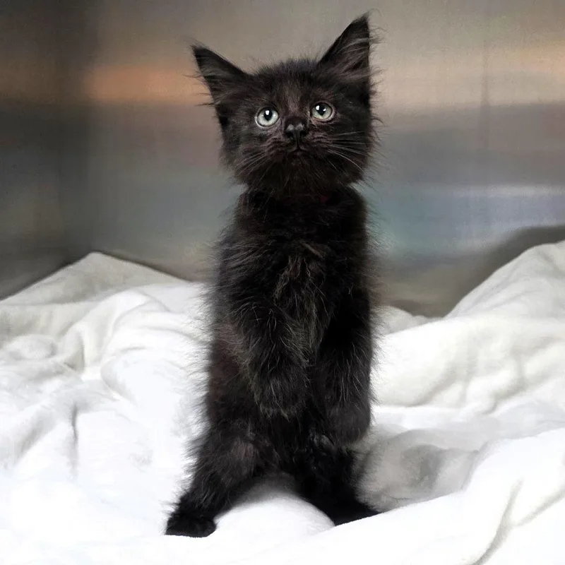 A baby small-sized female Domestic Short Hair cat named Rosalita for adoption in Michigan City, IN